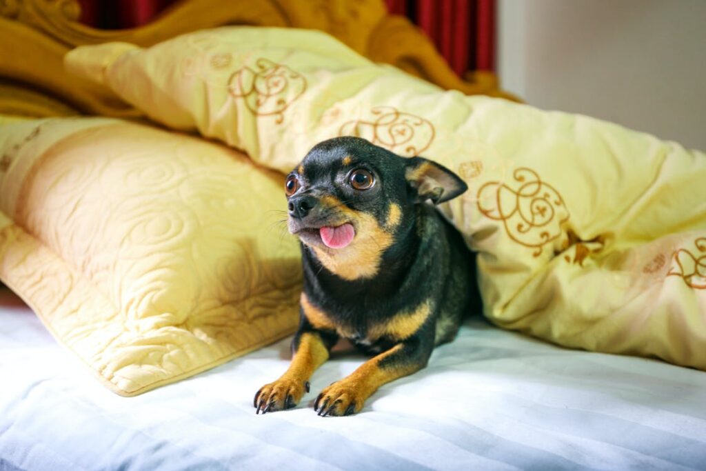chihuahua on her bed sticking out her tongue