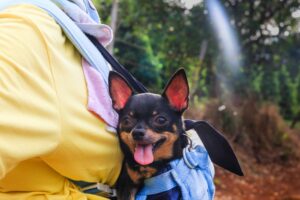 Excited chihuahua with her owner