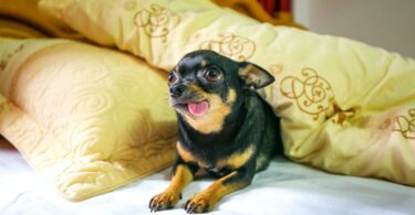 chihuahua on her bed sticking out her tongue