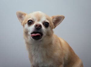 white and tan chihuahua sticking out her tongue