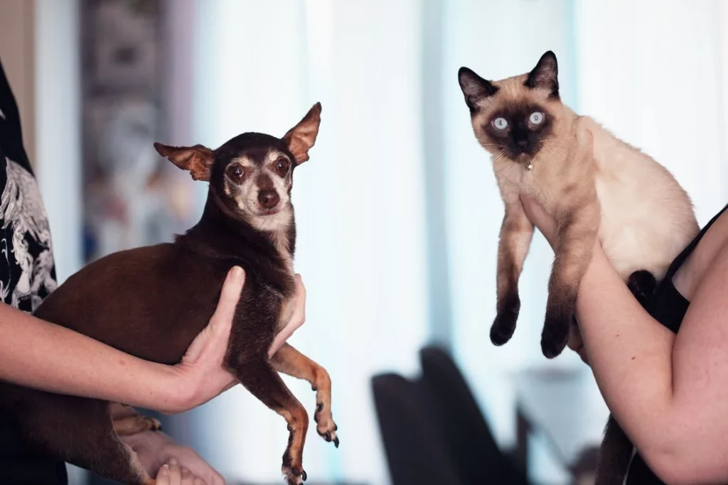 chihuahua and a cat holding by their owners