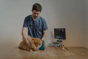 veterinarian checks a dog