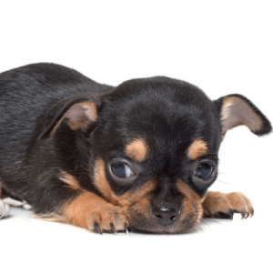 black and red chihuahua