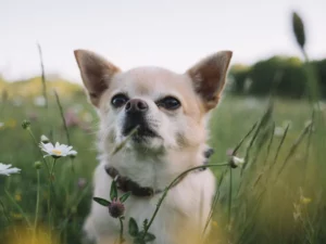 chihuahua in the nature
