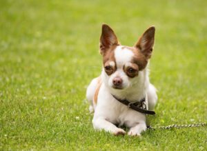 white and tan chihuahua in a park