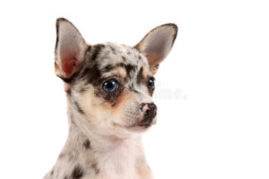 Double merle chihuahua nose