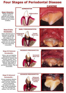 the four stages of canine periodontal disease