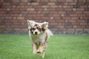 chihuahua running in the park