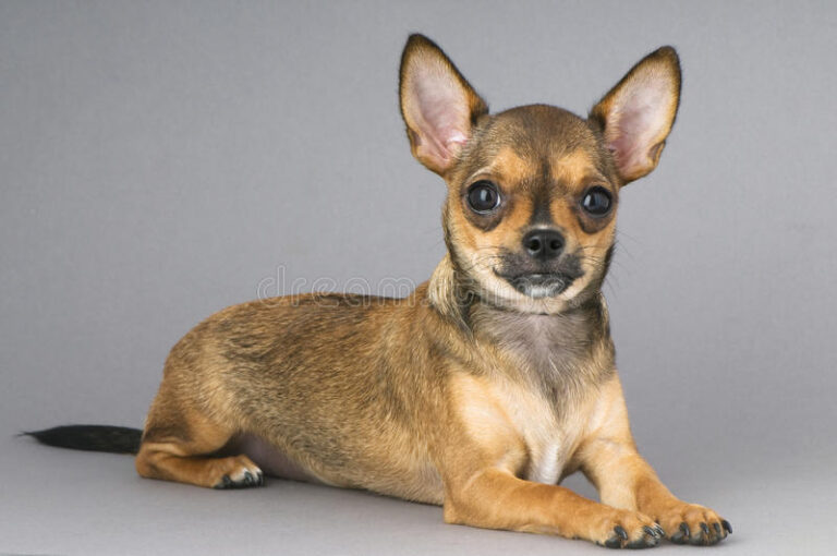 39 Chihuahua Colors And Patterns A Complete Guide