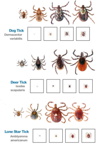 tick species