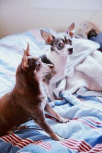 two chihuahuas on the bed