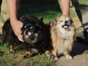two long haired chihuahuas