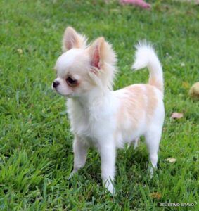 white and fawn chihuahua
