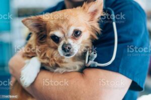 Veterinarian doctor embracing cute chihuahua at vet office