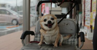 chihuahua sitting on a chair
