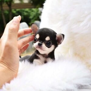 teacup chihuahua touched by a hand
