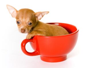 A fawn teacup chihuahua inside a red cup