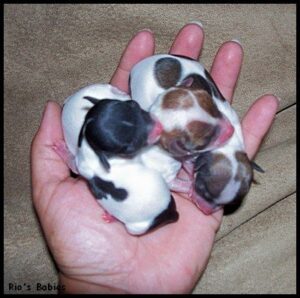 three teacup chihuahua puppies on the palm of a hand