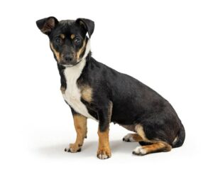 Rottweiler chihuahua mix
