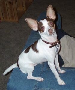 Toy Fox Terrier Chihuahua mix