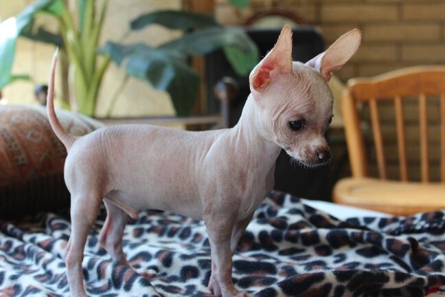 hairless chihuahuas- All you need to know