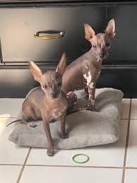 two hairless chihuahuas
