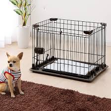 chihuahua sitting near his crate