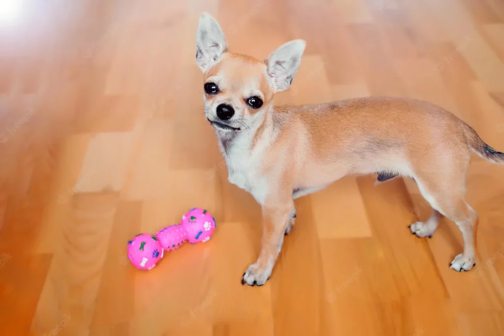 chihuahua standing near a toy