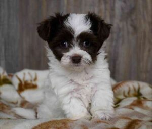 Chihuahua Poodle mix puppy
