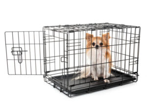 chihuahua inside a crate