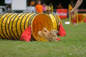 chihuahua in an agility game