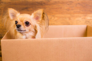 chihuahua inside a box