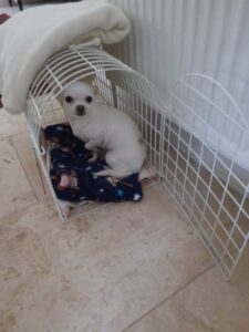 white chihuahua inside a crate