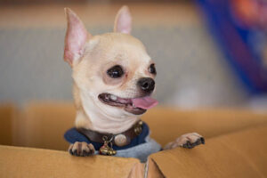 Cute chihuahua dog in the paper box.