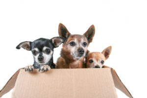 three chihuahua in a paper box