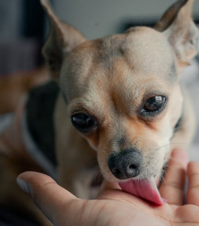 chihuahua lick owner's wound