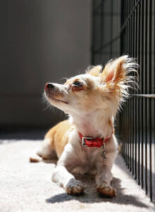 cute chihuahua next to her kennel with sunlight streaming from behind