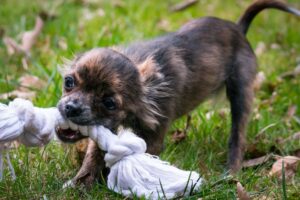 brindle chihuahua puppy plays tug of war