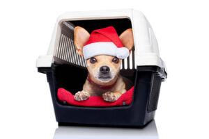 chihuahua dog inside a box or crate for animals