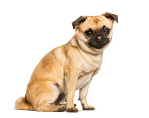 Chug dog is a Mixed-breed between a pug and a Chihuahua sitting against white background