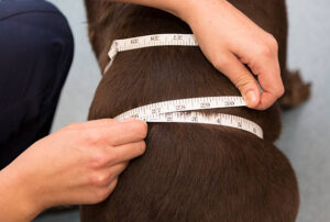 Veterinary nurse measuring a dog's waist.