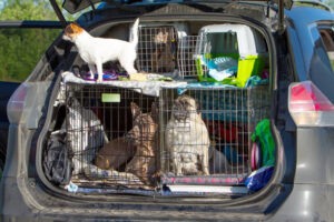 Pug, Chihuahua, Thai Ridgeback and Italian Greyhound. Sit together. in dog crate in the back of a car.