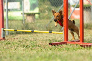 A young brown mixed breed dog learns to jump over obstacles in agility training. Age almost 2 years.