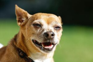 old chihuahua face
