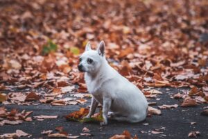 white chihuahua sitting oustide