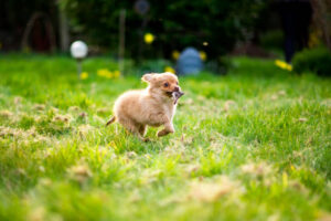 Pom-Chi dog puppy running through garden (pomeranian chihuahua)