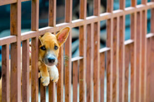 the bored dog at the fence door