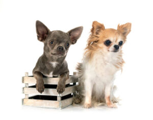 two chihuahuas and a wood crate