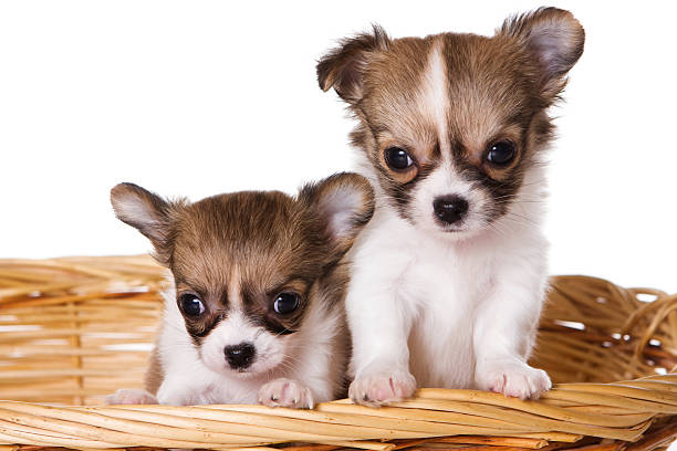 two chihuahua puppies in a box