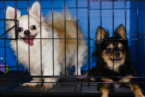 two chihuahuas in a crate